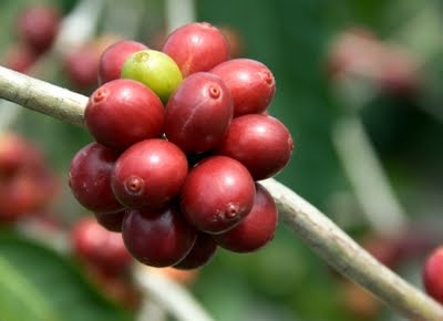 Aventurile bobului de cafea